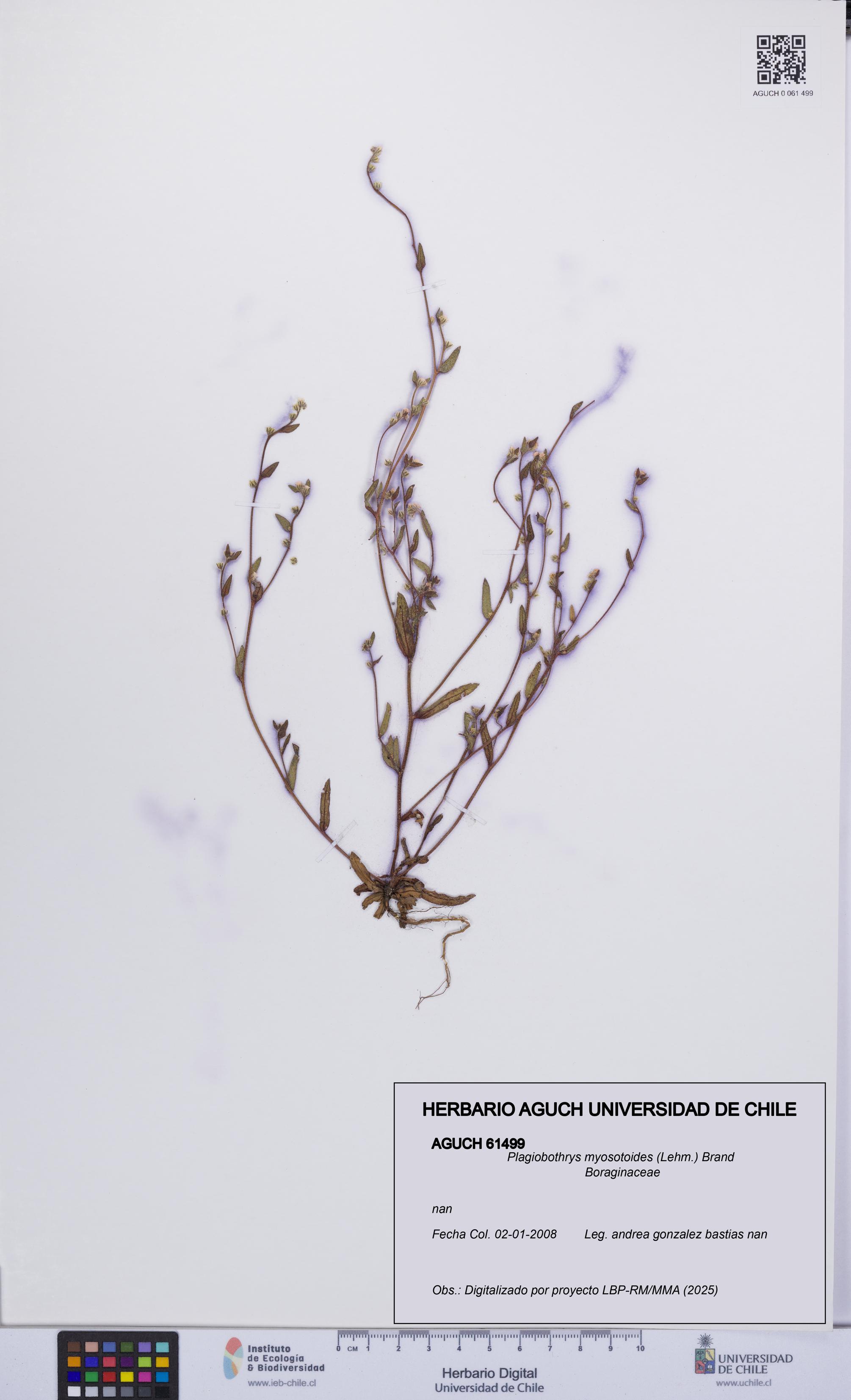 Plagiobothrys myosotoides [Espécimen: UCH:AGUCH:0061499]