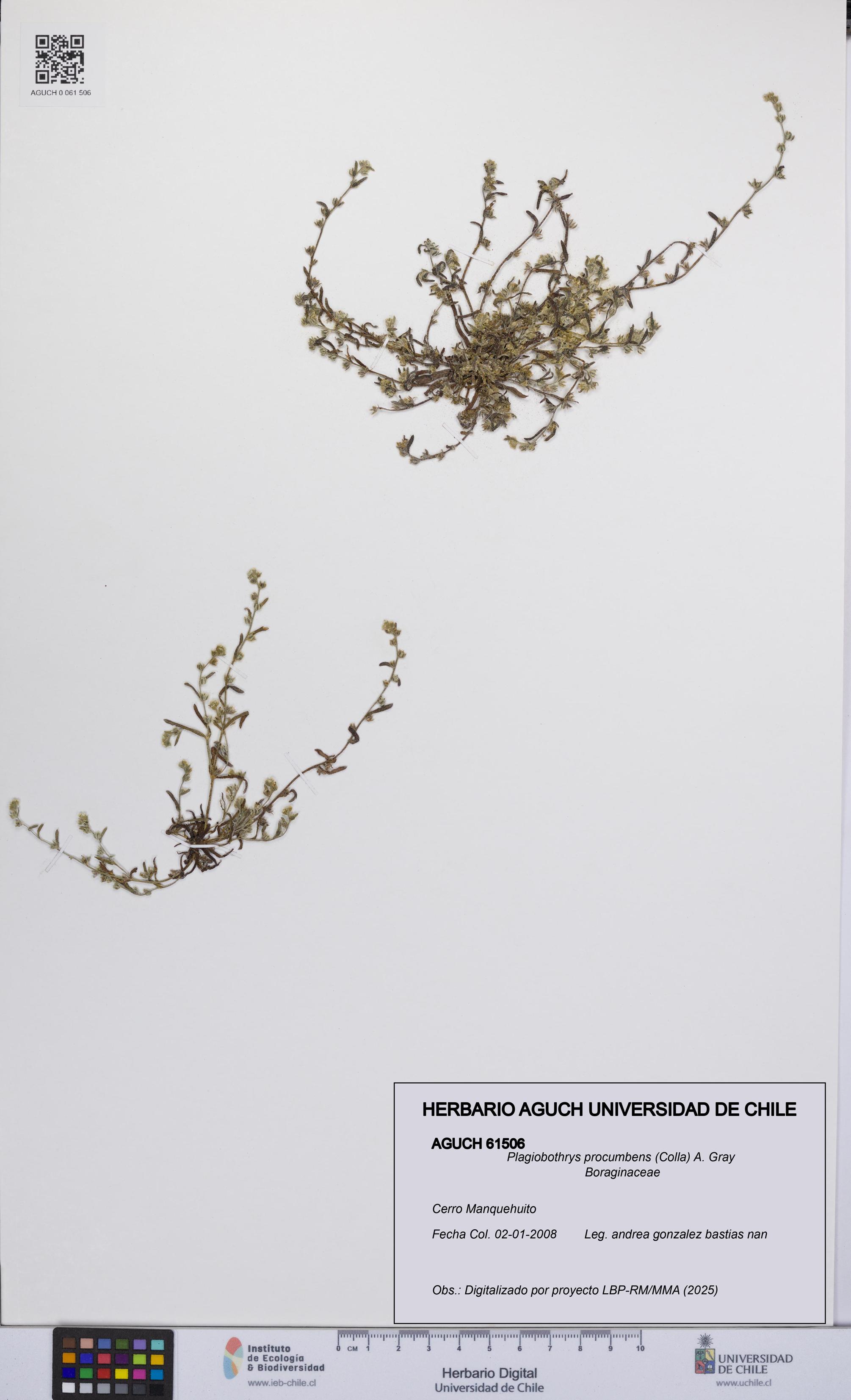 Plagiobothrys procumbens [Espécimen: ]
