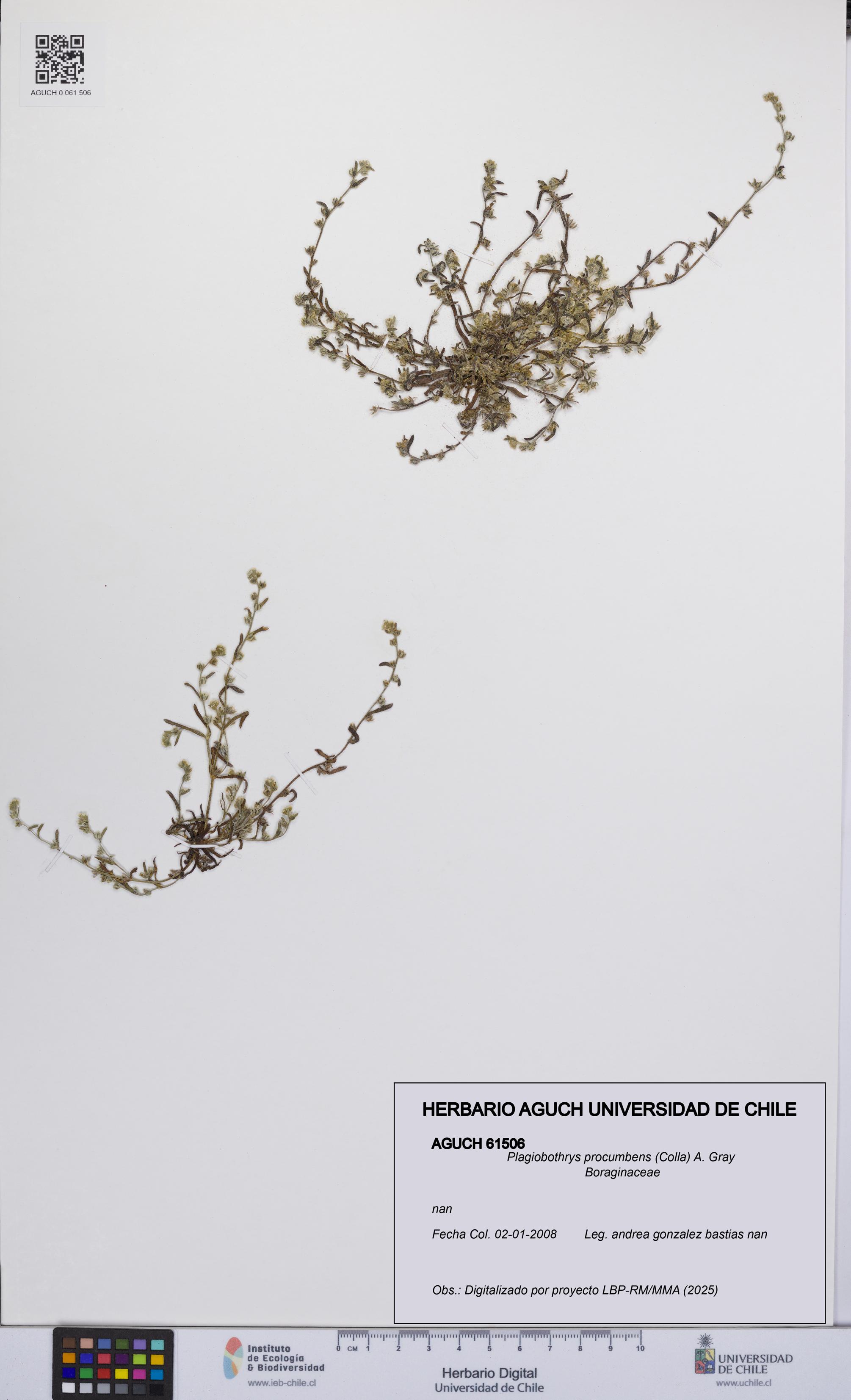 Plagiobothrys procumbens [Espécimen: UCH:AGUCH:0061506]