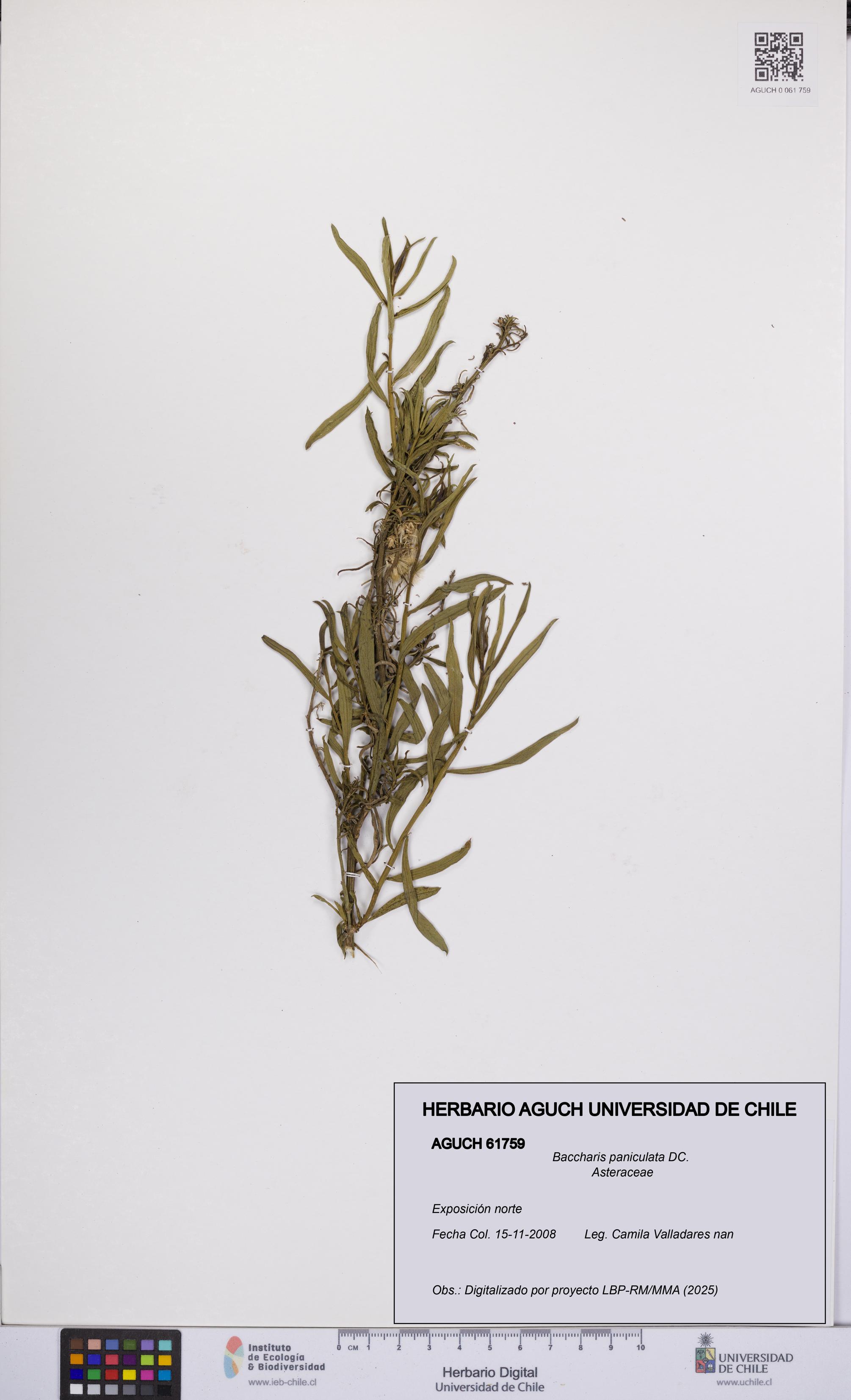 Baccharis paniculata [Espécimen: UCH:AGUCH:0061759]
