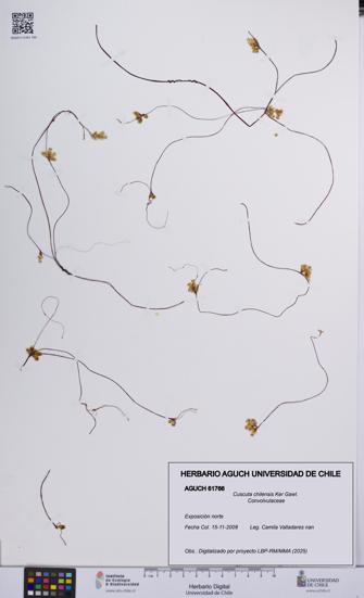 Cuscuta chilensis [Espécimen: UCH:AGUCH:0061766]