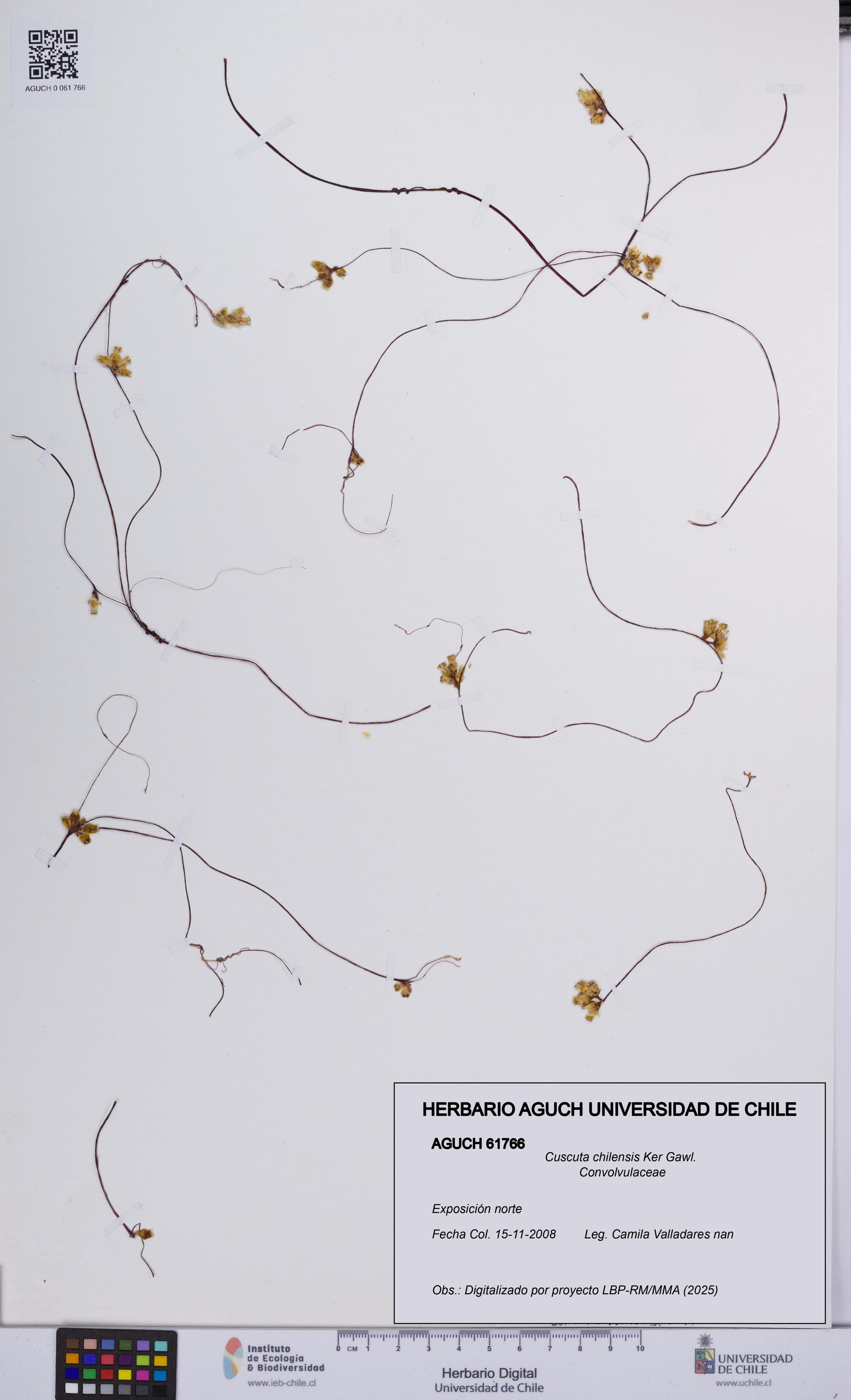 Cuscuta chilensis [Espécimen: UCH:AGUCH:0061766]