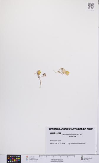 Chaetanthera ciliata [Espécimen: UCH:AGUCH:0061775]