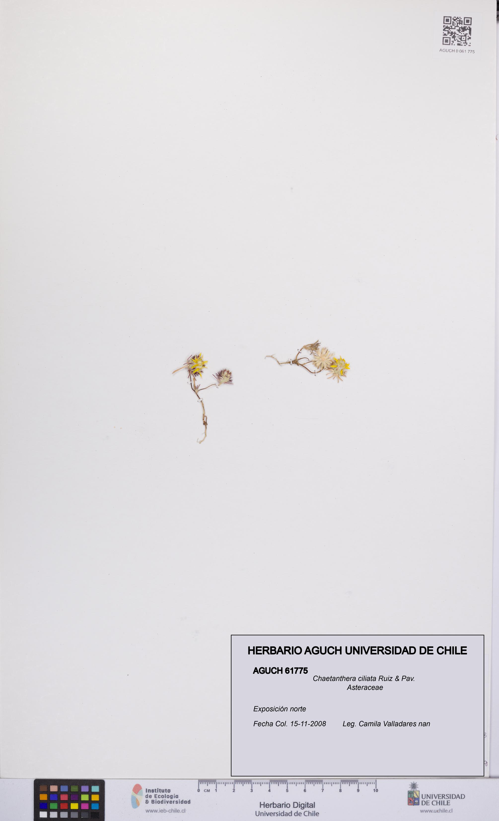 Chaetanthera ciliata [Espécimen: UCH:AGUCH:0061775]