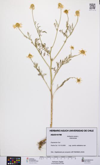 Anthemis cotula [Espécimen: UCH:AGUCH:0061785]