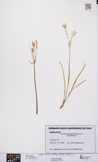 Leucocoryne alliacea [Espécimen: UCH:AGUCH:0061787]