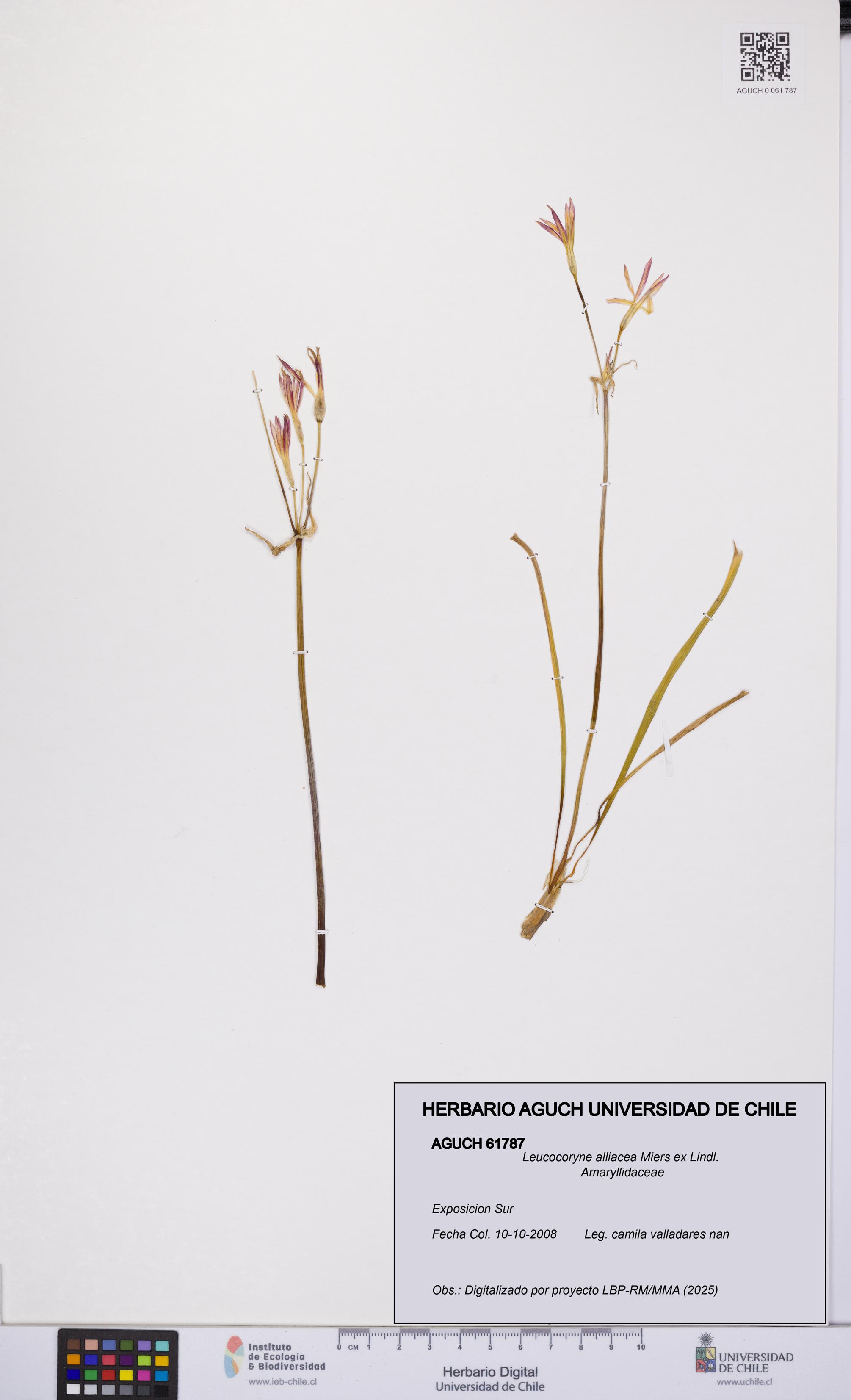 Leucocoryne alliacea [Espécimen: UCH:AGUCH:0061787]