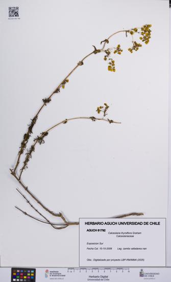 Calceolaria thyrsiflora [Espécimen: UCH:AGUCH:0061792]