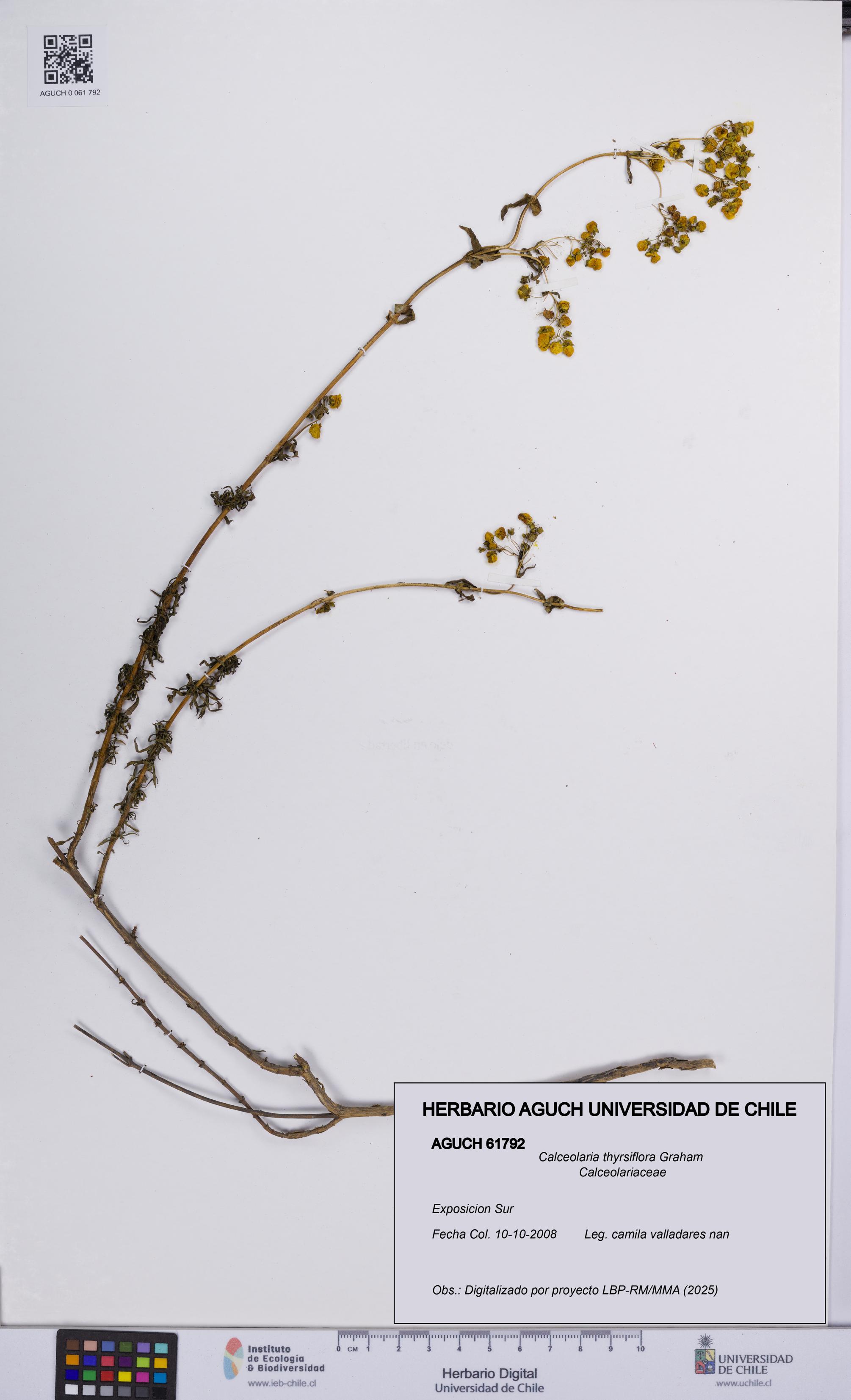 Calceolaria thyrsiflora [Espécimen: UCH:AGUCH:0061792]