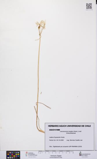 Leucocoryne ixioides [Espécimen: UCH:AGUCH:0061869]