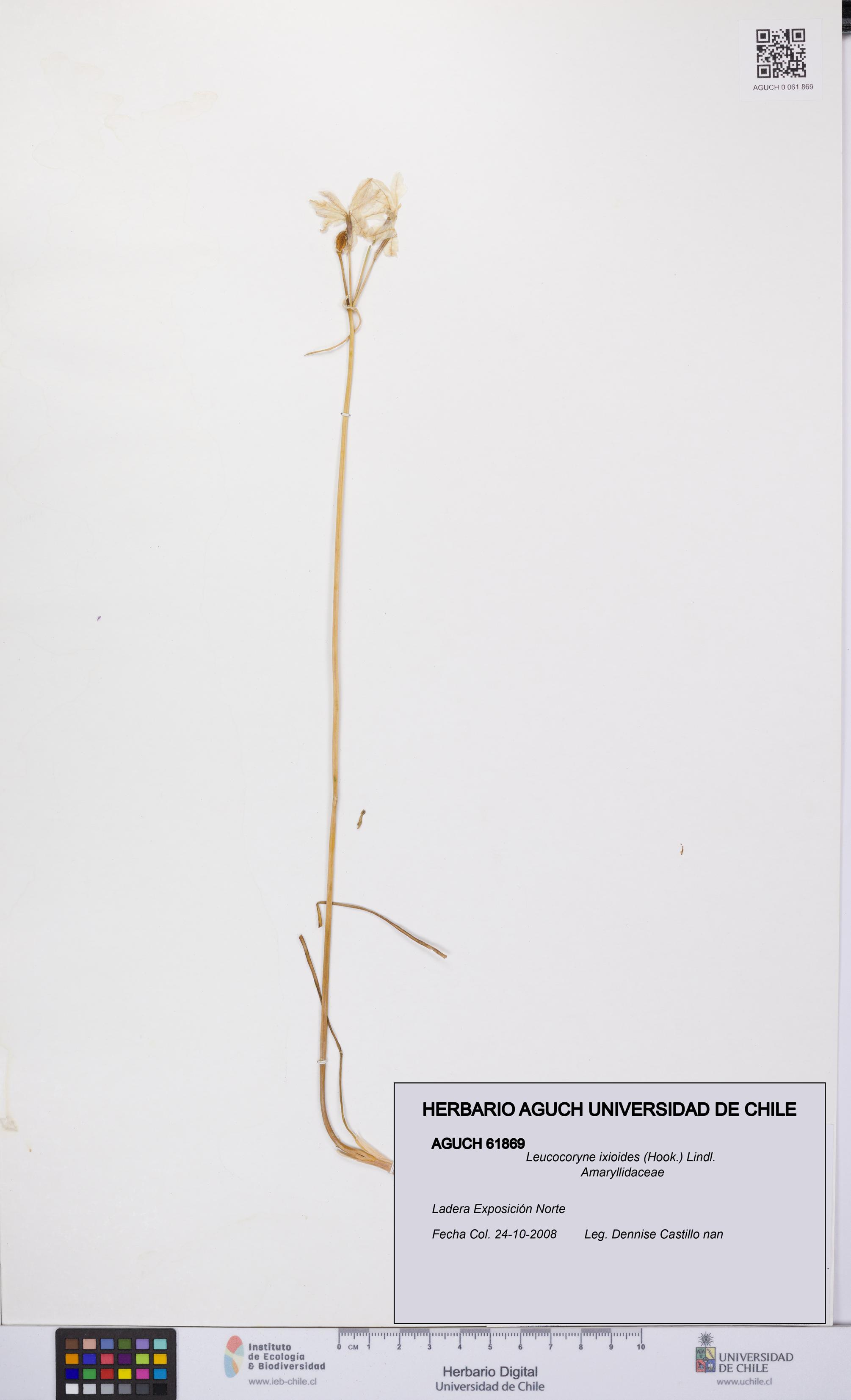 Leucocoryne ixioides [Espécimen: UCH:AGUCH:0061869]