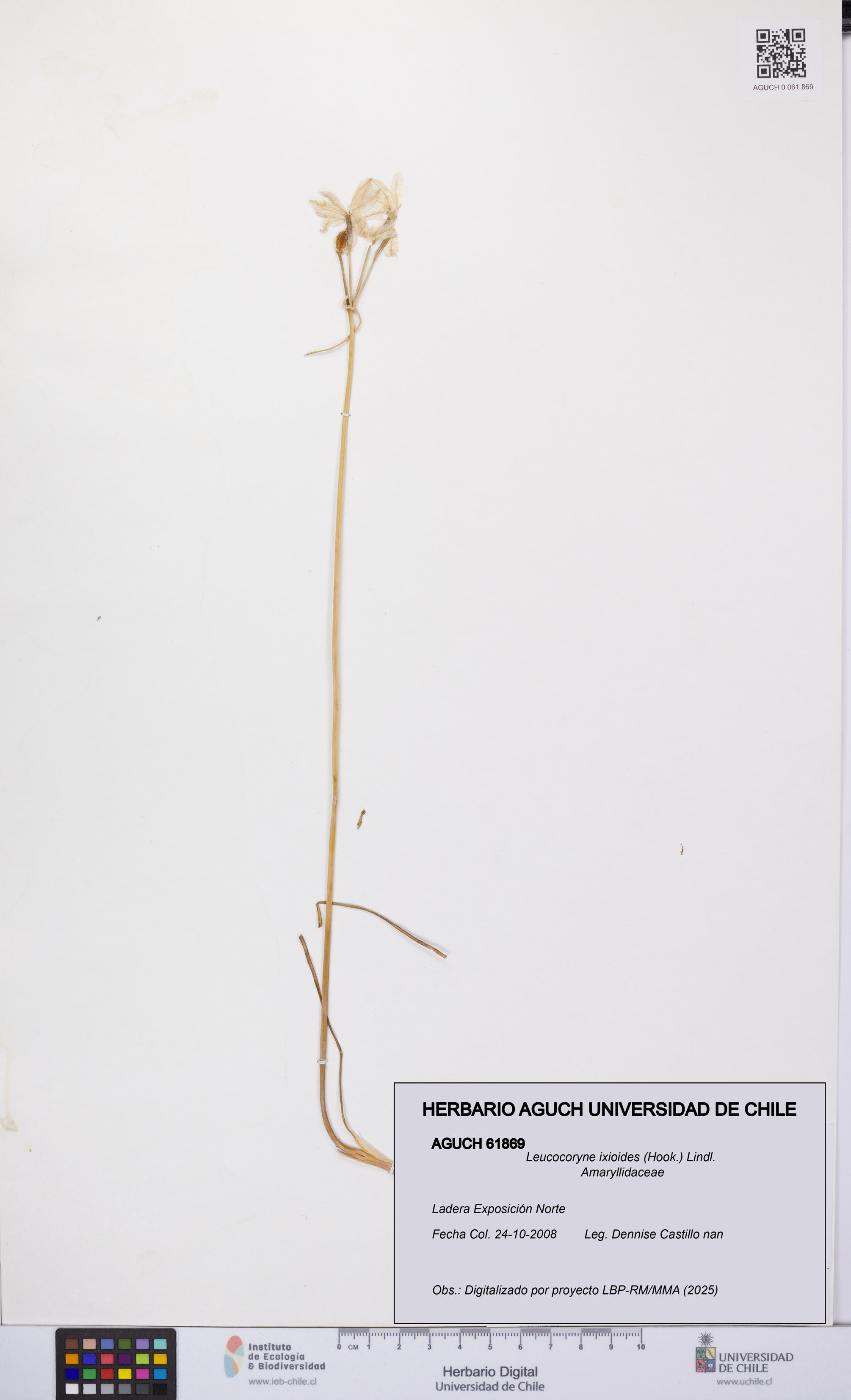 Leucocoryne ixioides [Espécimen: UCH:AGUCH:0061869]
