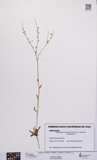 Plagiobothrys muricatus [Espécimen: ]