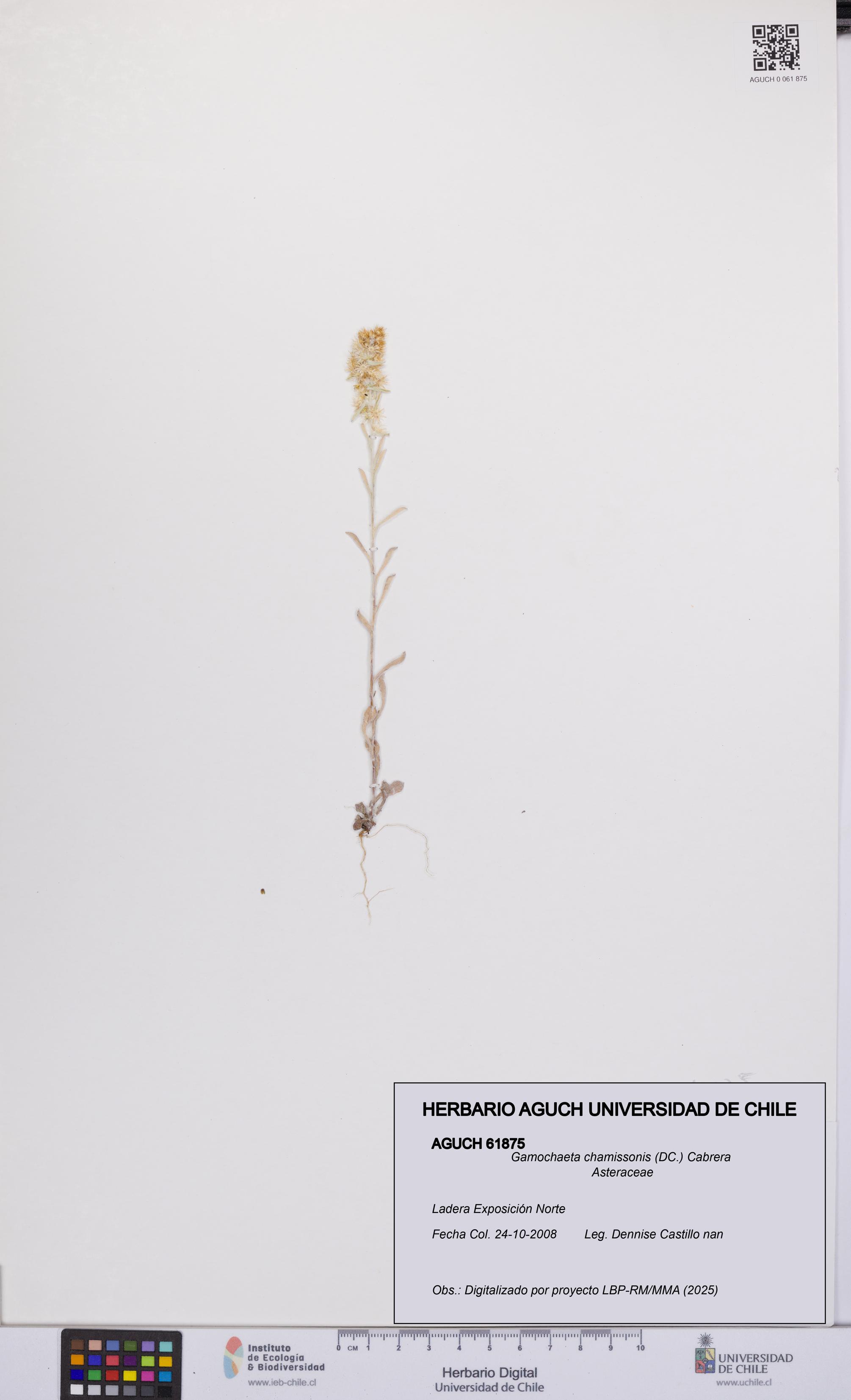 Gamochaeta chamissonis [Espécimen: UCH:AGUCH:0061875]