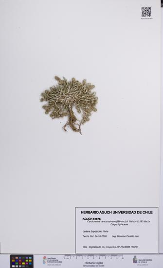 Cardionema ramosissimum [Espécimen: UCH:AGUCH:0061876]