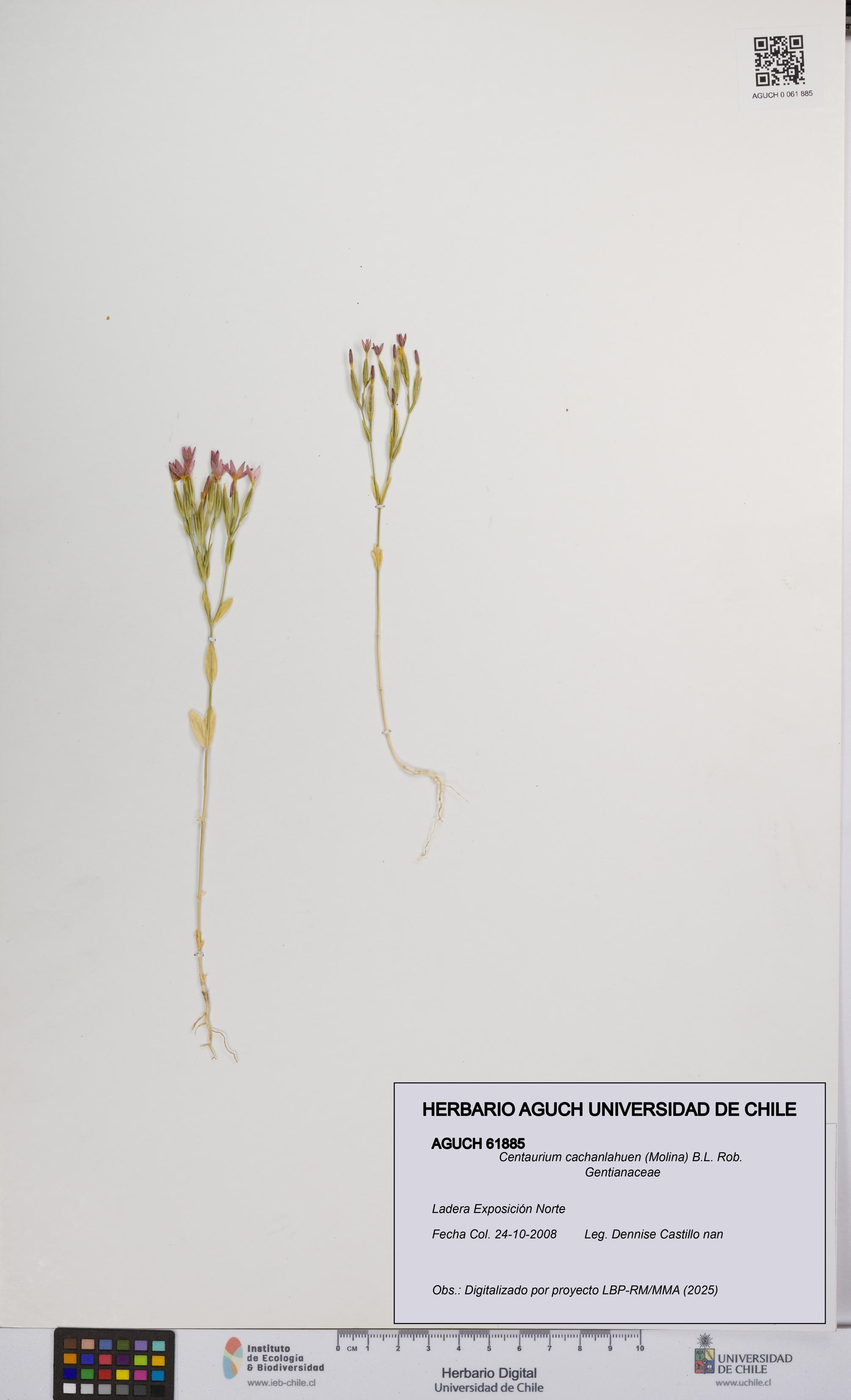 Centaurium cachanlahuen [Espécimen: UCH:AGUCH:0061885]