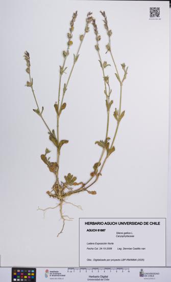 Silene gallica [Espécimen: UCH:AGUCH:0061887]