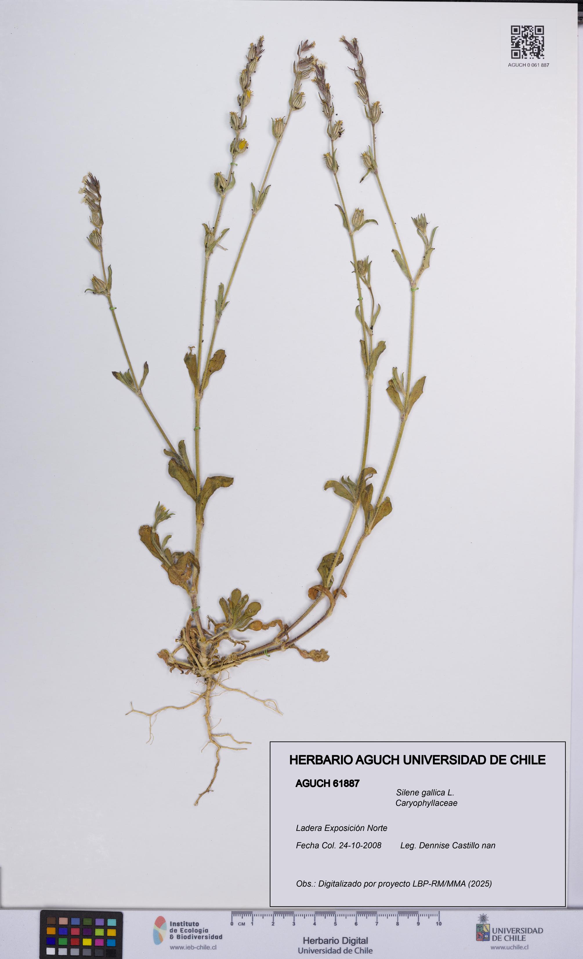 Silene gallica [Espécimen: UCH:AGUCH:0061887]