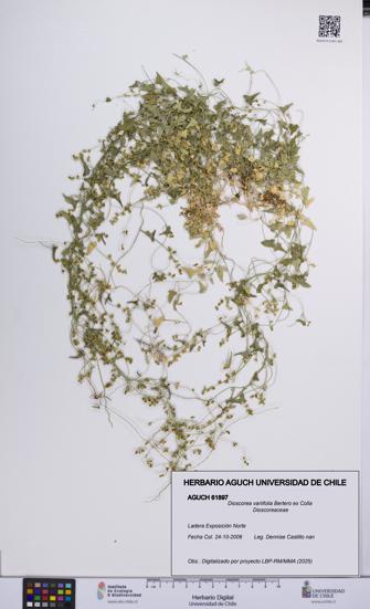 Dioscorea variifolia [Espécimen: UCH:AGUCH:0061897]