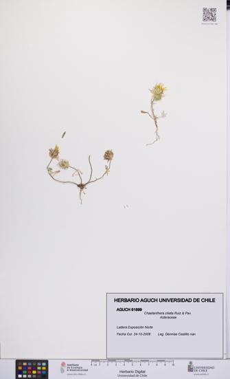 Chaetanthera ciliata [Espécimen: UCH:AGUCH:0061899]