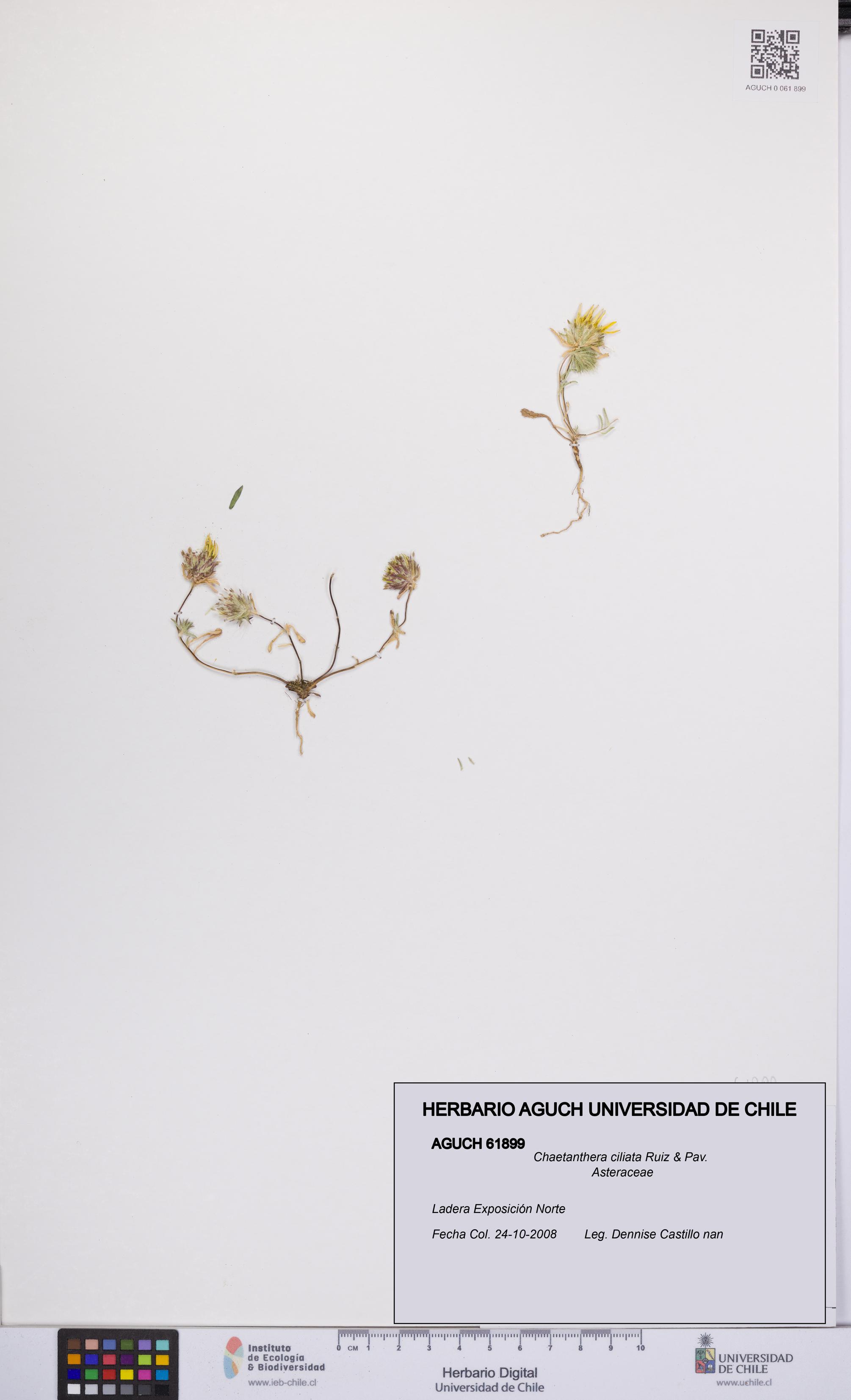 Chaetanthera ciliata [Espécimen: UCH:AGUCH:0061899]