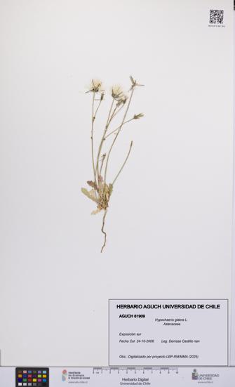 Hypochaeris glabra [Espécimen: UCH:AGUCH:0061909]