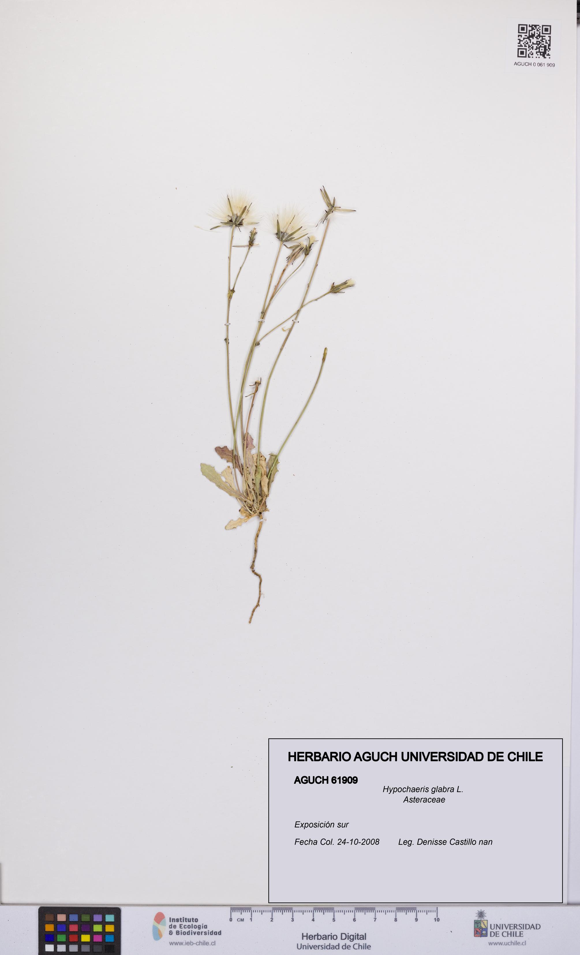 Hypochaeris glabra [Espécimen: UCH:AGUCH:0061909]