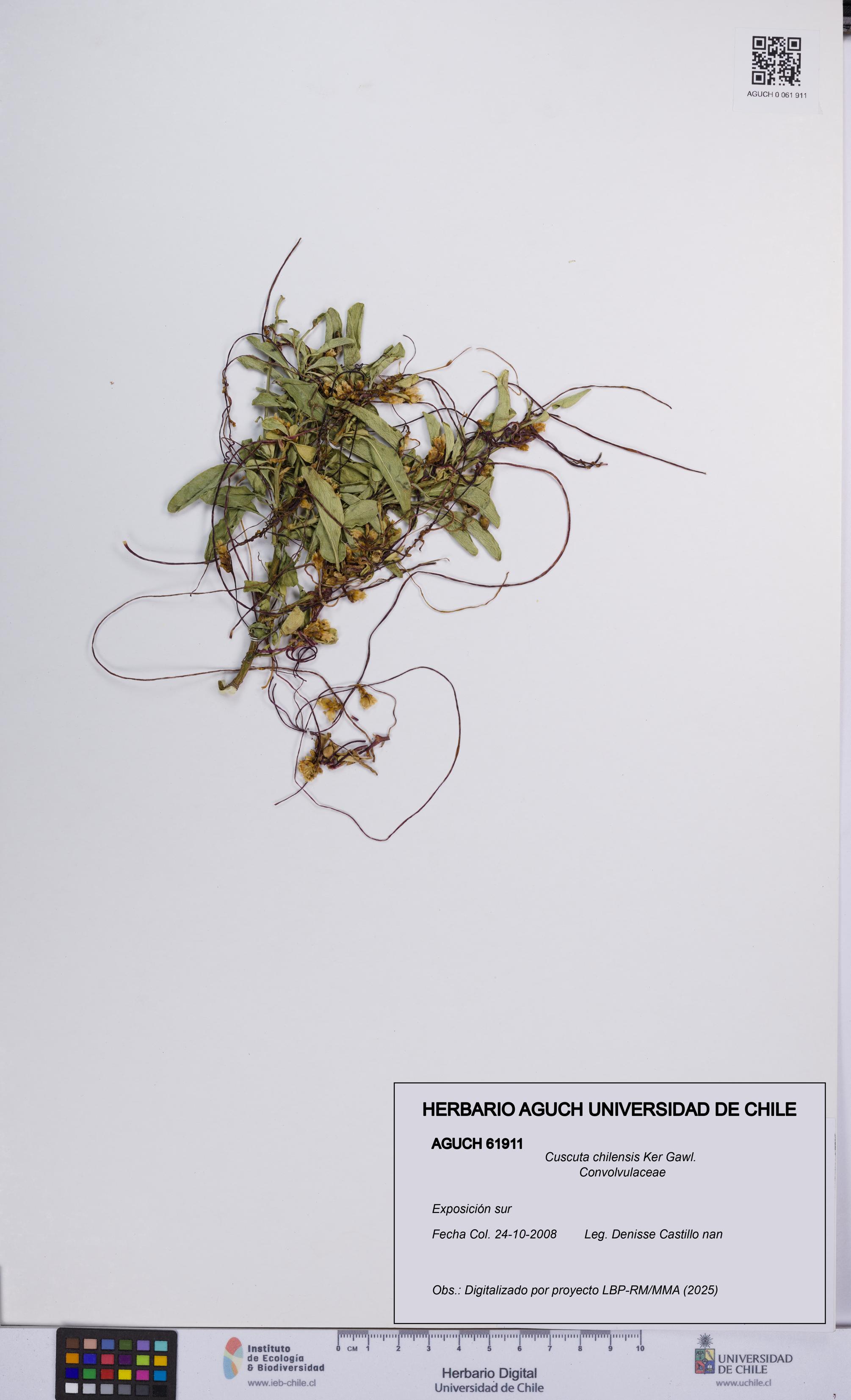 Cuscuta chilensis [Espécimen: UCH:AGUCH:0061911]