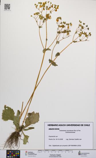 Calceolaria corymbosa [Espécimen: UCH:AGUCH:0061916]