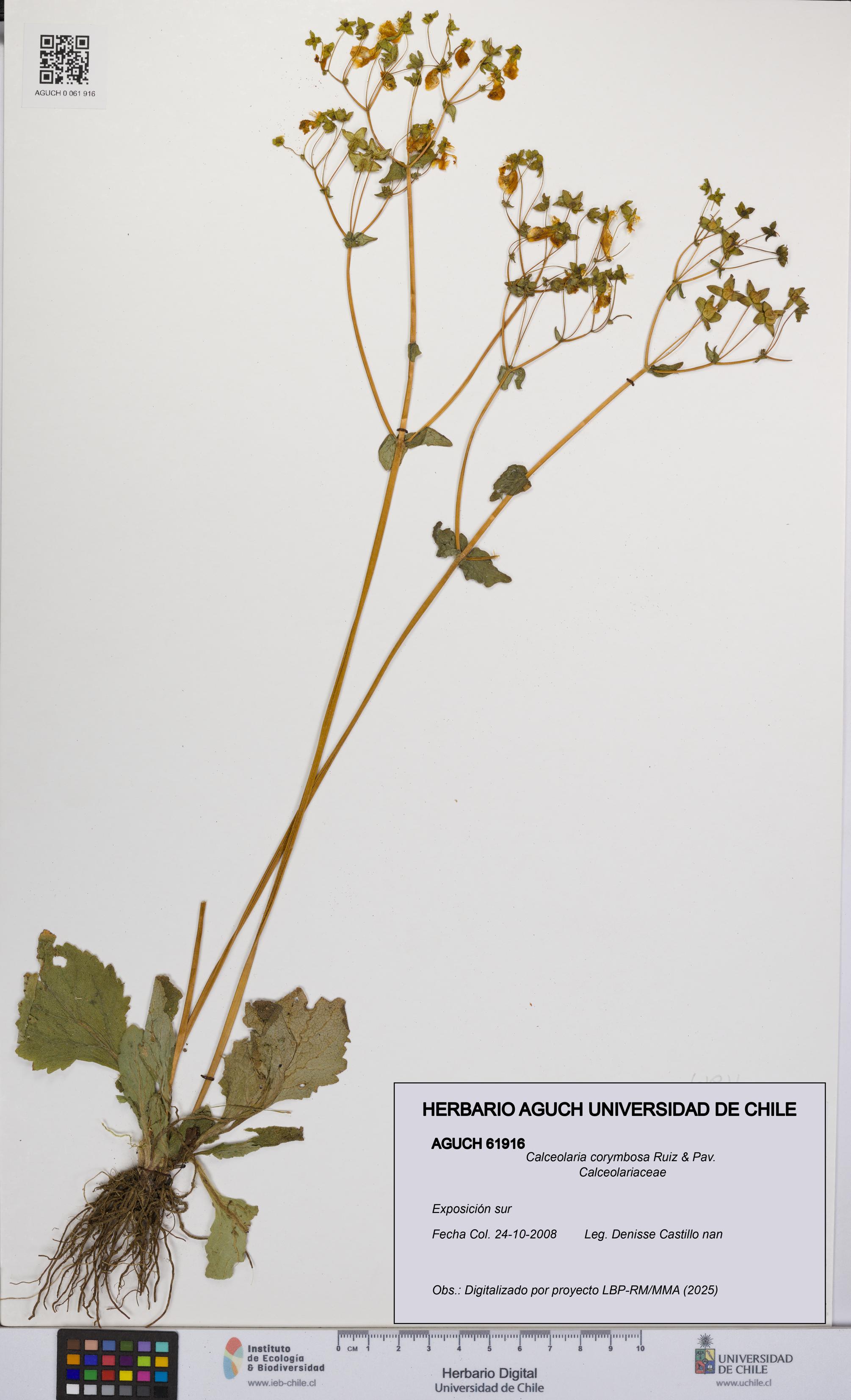 Calceolaria corymbosa [Espécimen: UCH:AGUCH:0061916]
