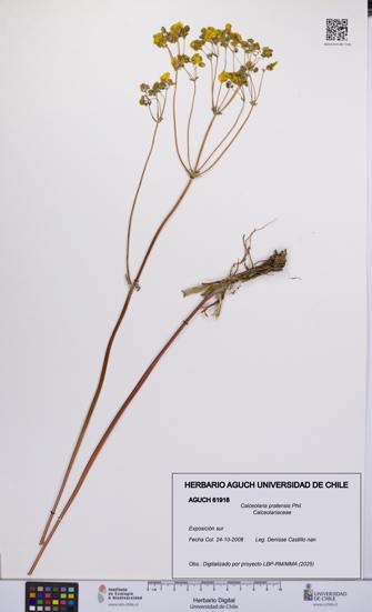 Calceolaria pratensis [Espécimen: UCH:AGUCH:0061918]