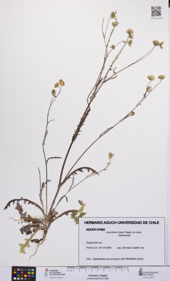 Leucheria rosea [Espécimen: UCH:AGUCH:0061922]