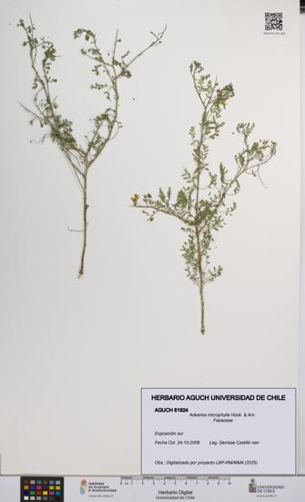 Adesmia microphylla [Espécimen: UCH:AGUCH:0061924]