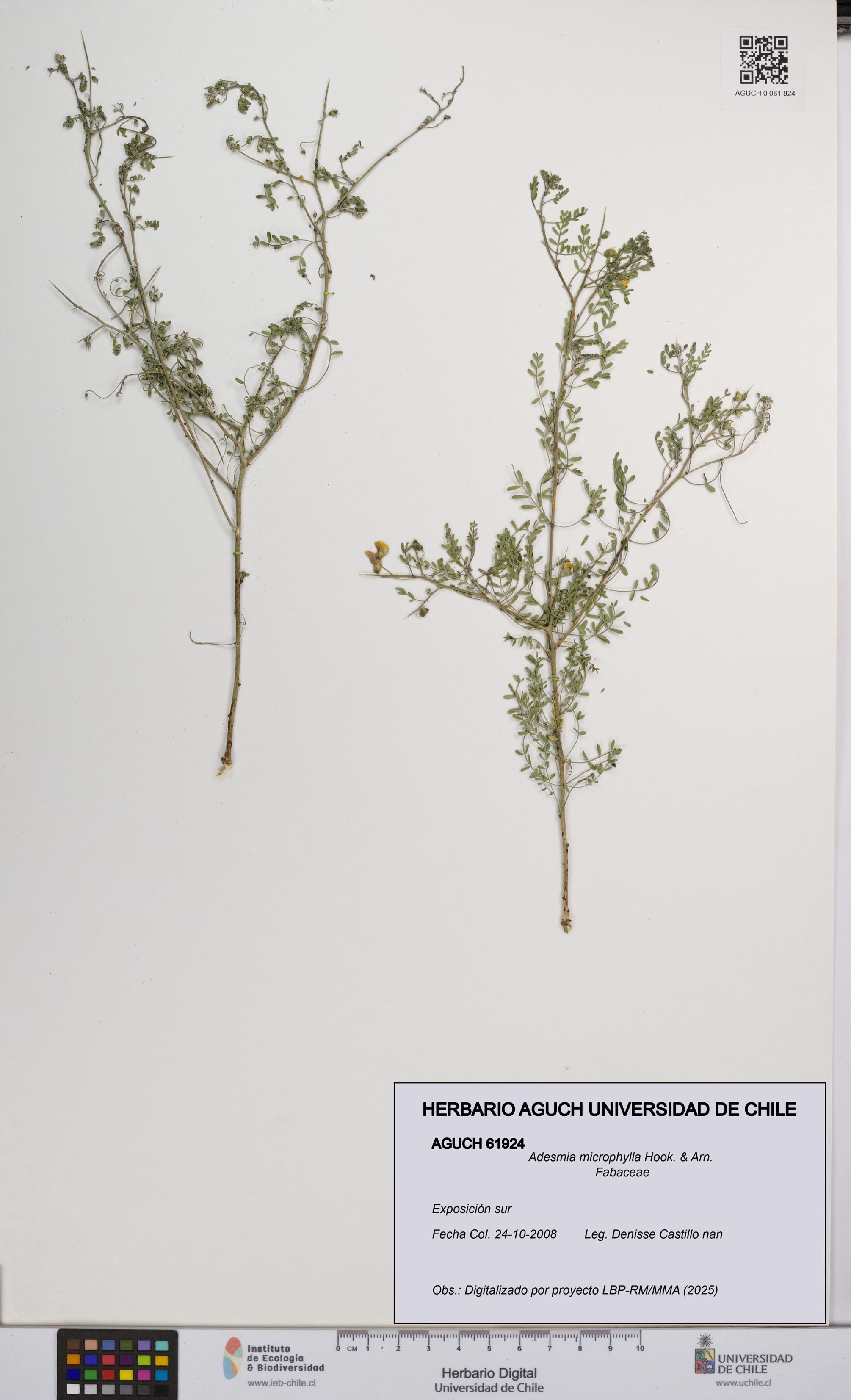 Adesmia microphylla [Espécimen: UCH:AGUCH:0061924]