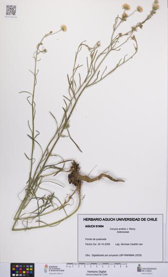 Conyza andina [Espécimen: UCH:AGUCH:0061934]