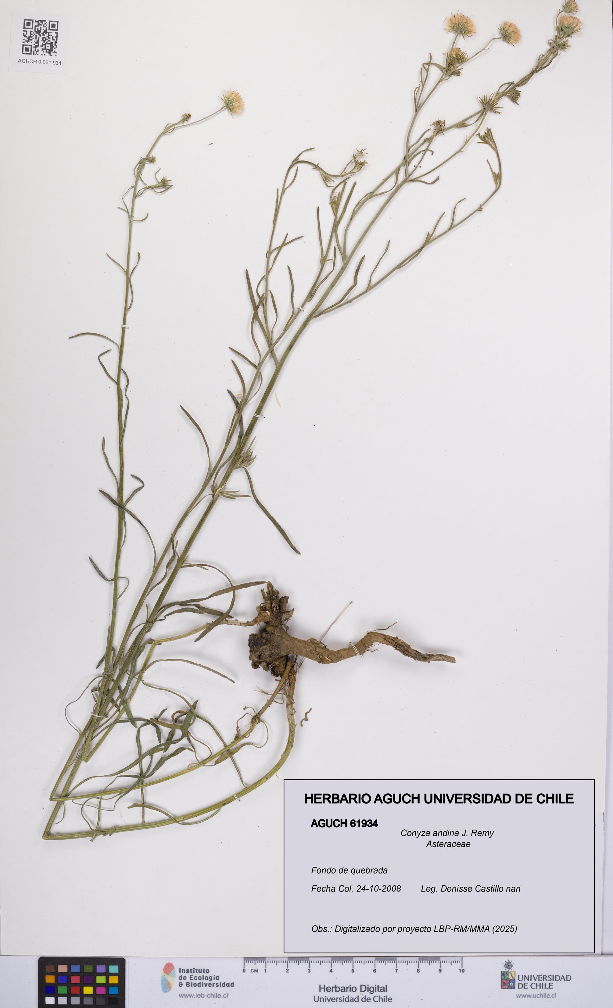 Conyza andina [Espécimen: UCH:AGUCH:0061934]