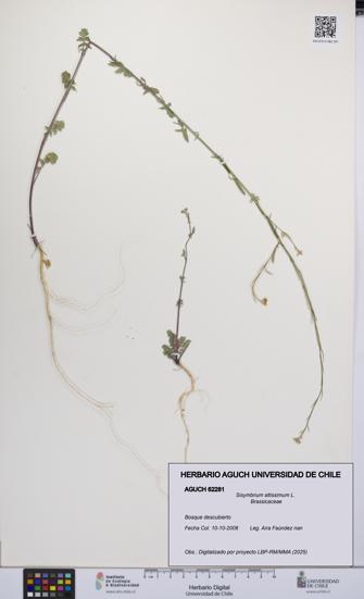 Sisymbrium altissimum [Espécimen: UCH:AGUCH:0062281]