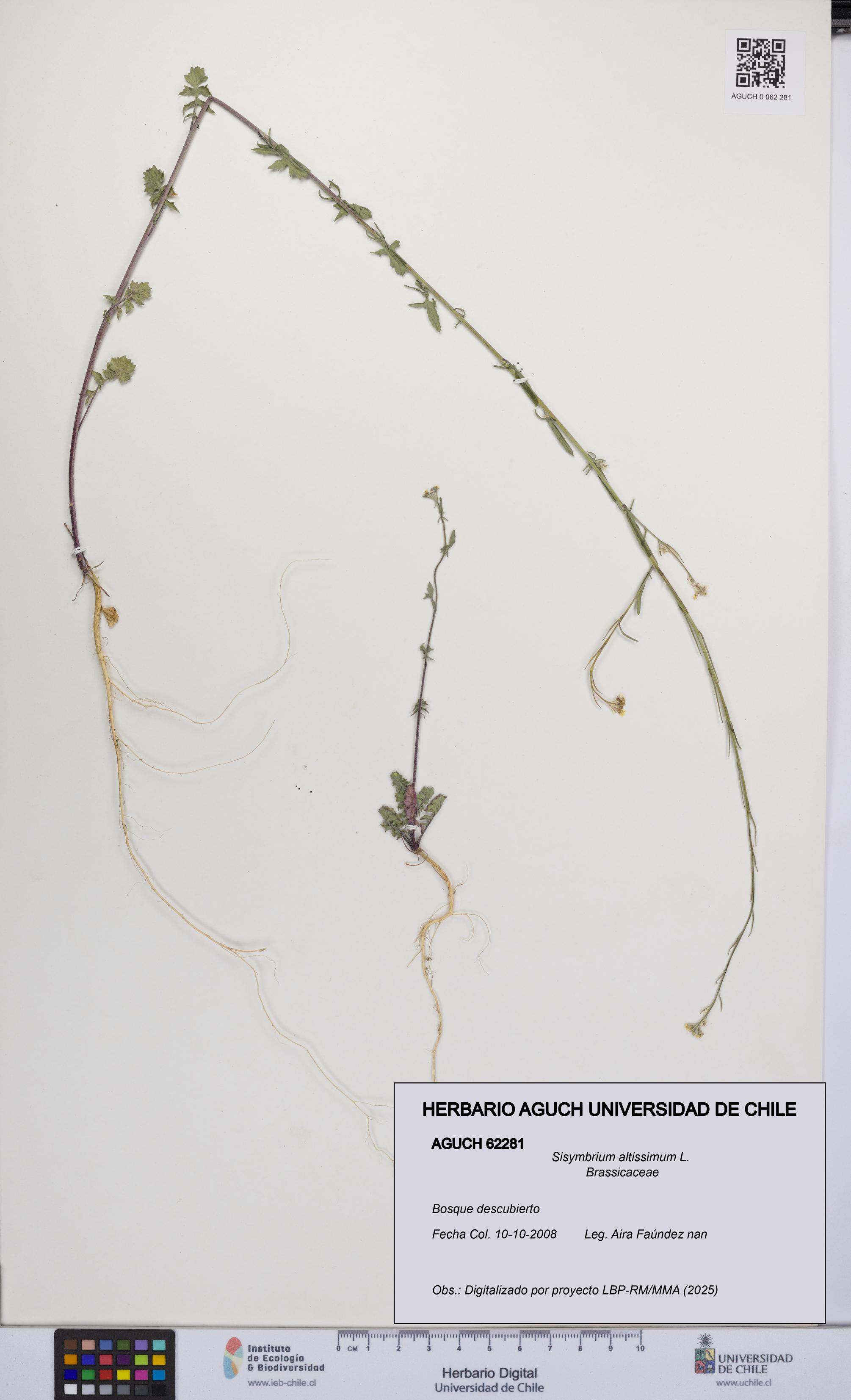 Sisymbrium altissimum [Espécimen: UCH:AGUCH:0062281]