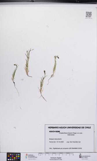 Chaetanthera linearis [Espécimen: UCH:AGUCH:0062295]