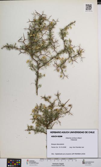 Adesmia confusa [Espécimen: UCH:AGUCH:0062298]