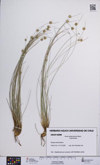 Carex berteroniana [Espécimen: UCH:AGUCH:0062299]