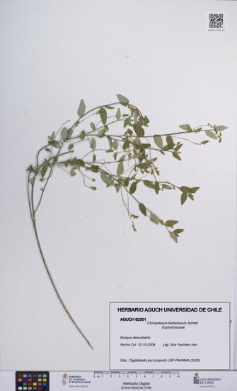 Chiropetalum berterianum [Espécimen: UCH:AGUCH:0062301]
