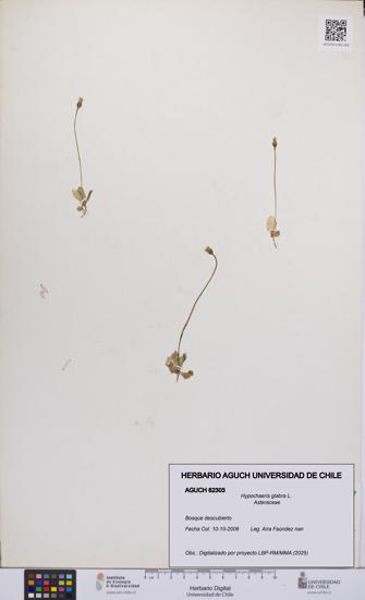 Hypochaeris glabra [Espécimen: UCH:AGUCH:0062303]