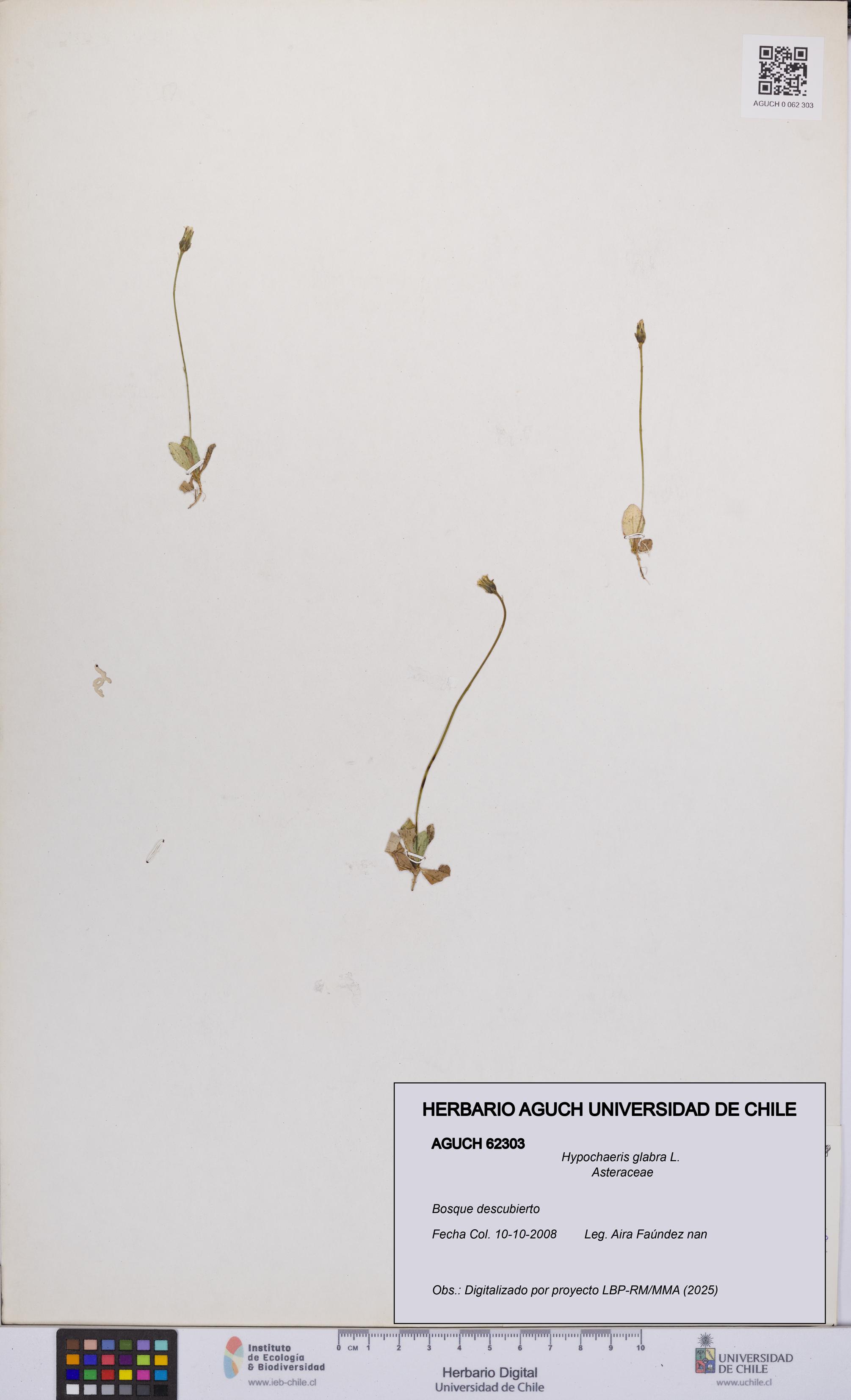 Hypochaeris glabra [Espécimen: UCH:AGUCH:0062303]