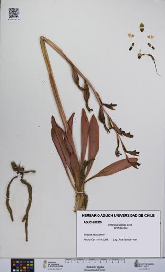Chloraea galeata [Espécimen: UCH:AGUCH:0062305]