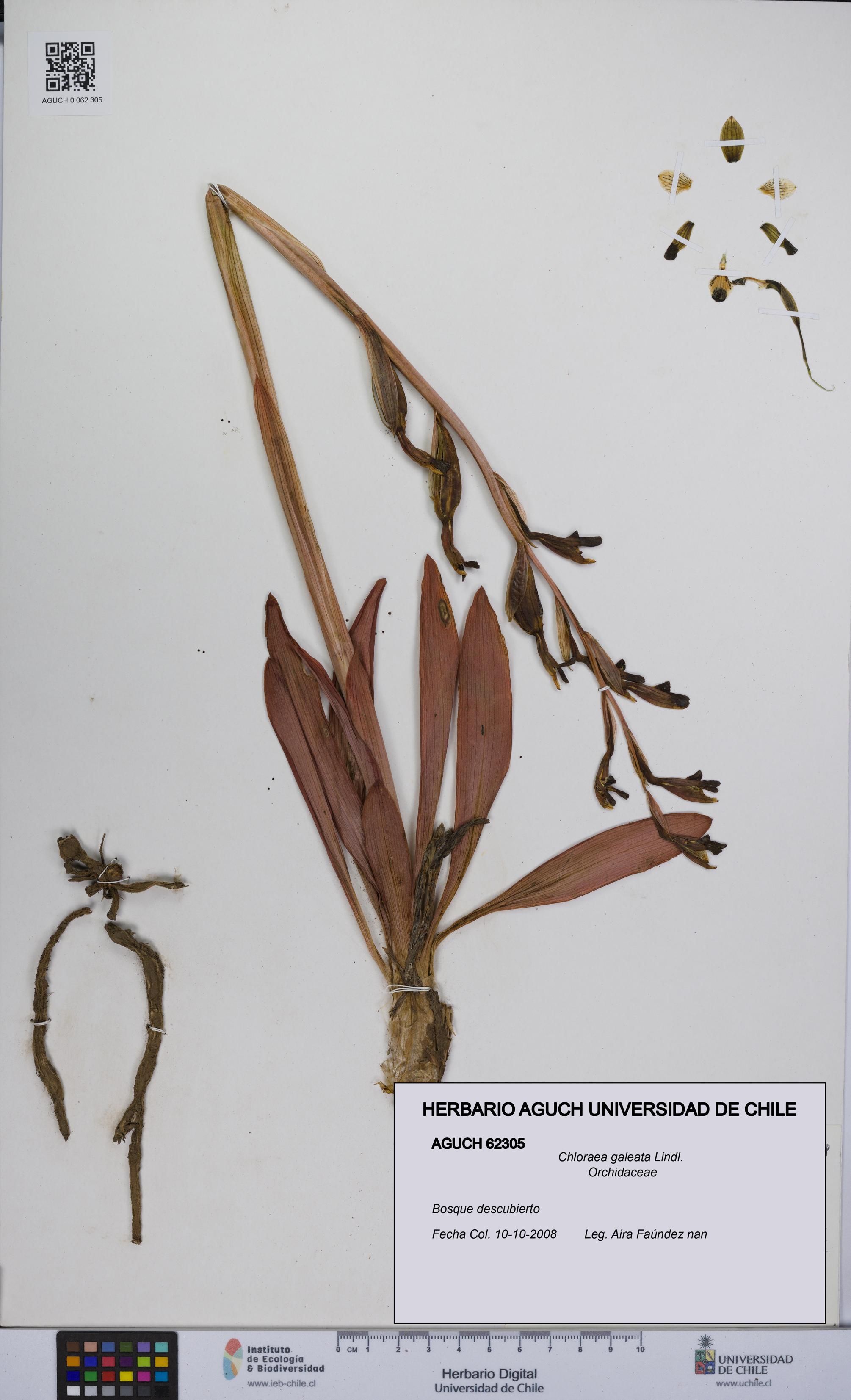 Chloraea galeata [Espécimen: UCH:AGUCH:0062305]