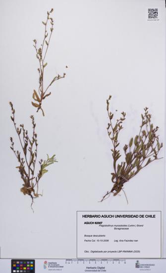 Plagiobothrys myosotoides [Espécimen: UCH:AGUCH:0062307]