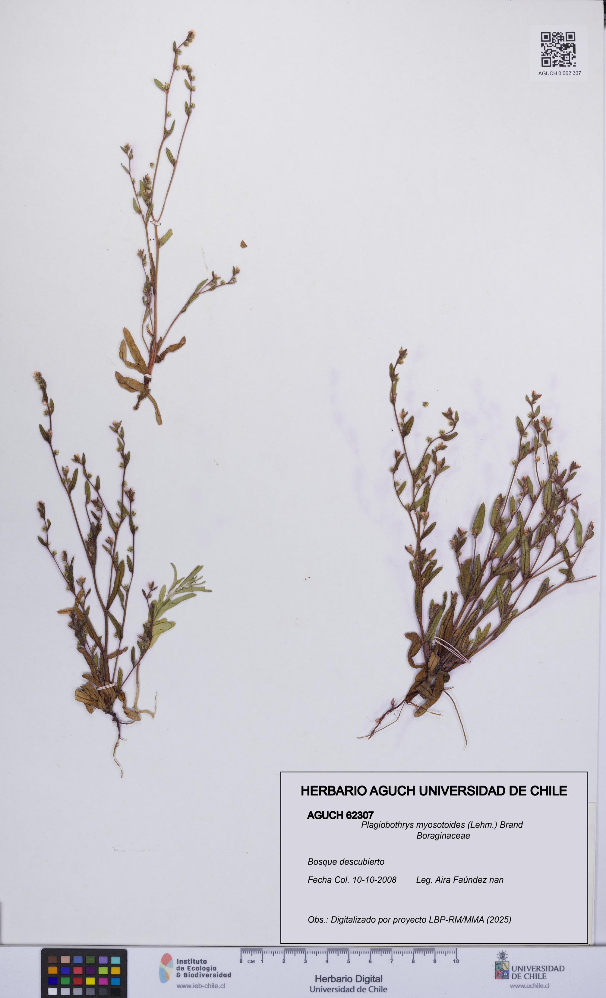 Plagiobothrys myosotoides [Espécimen: UCH:AGUCH:0062307]