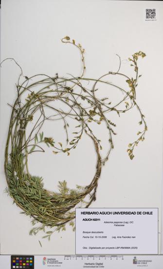 Adesmia papposa [Espécimen: UCH:AGUCH:0062311]