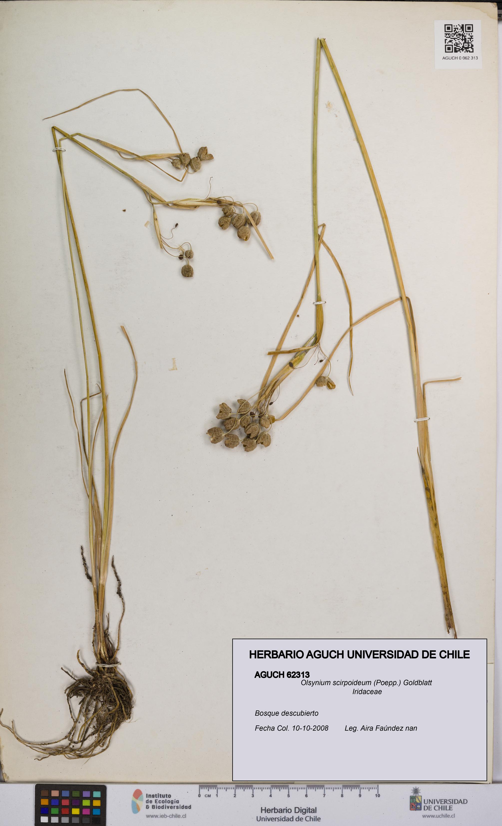 Olsynium scirpoideum [Espécimen: UCH:AGUCH:0062313]